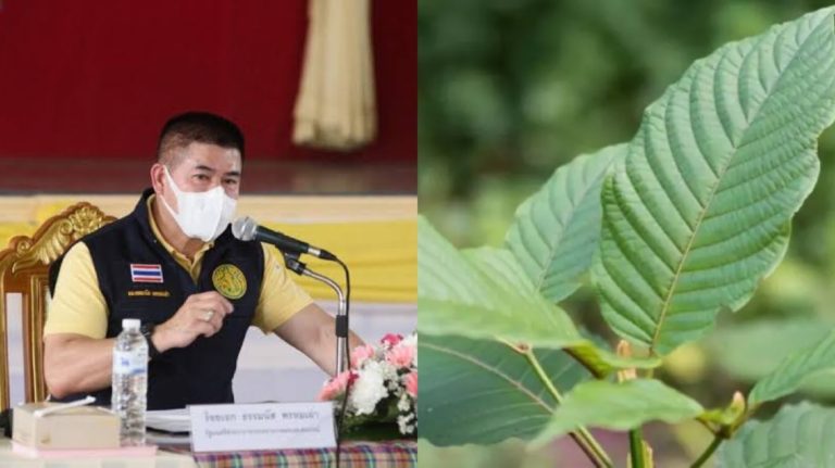 ‘ธรรมนัส’การันตี!!กระท่อมเคี้ยวแล้วทำงานไม่ปวดเมื่อย