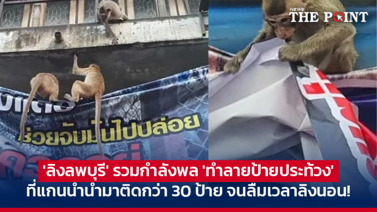‘ลิงลพบุรี’ รวมกำลังพล ‘ทำลายป้ายประท้วง’ ที่แกนนำนำมาติดกว่า 30 ป้าย จนลืมเวลาลิงนอน!